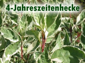 4-Jahreszeitenhecke